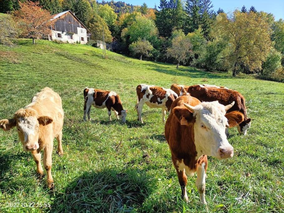 Gite Coeur De Haute-Savoie Viuz-en-Sallaz 外观 照片